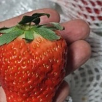 京觅丹东草莓礼盒：年货中的甜蜜惊喜🍓🎁