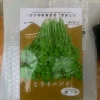 长耕抗热香菜种子特性分析