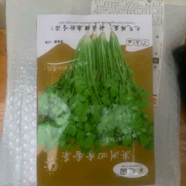 长耕抗热香菜种子特性分析