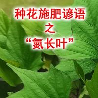 💰🌱种花施肥谚语之氮长叶😎