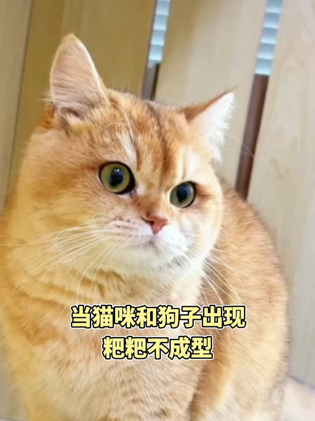 👀解决猫狗肠胃问题，就靠这款小宠肠胃宝