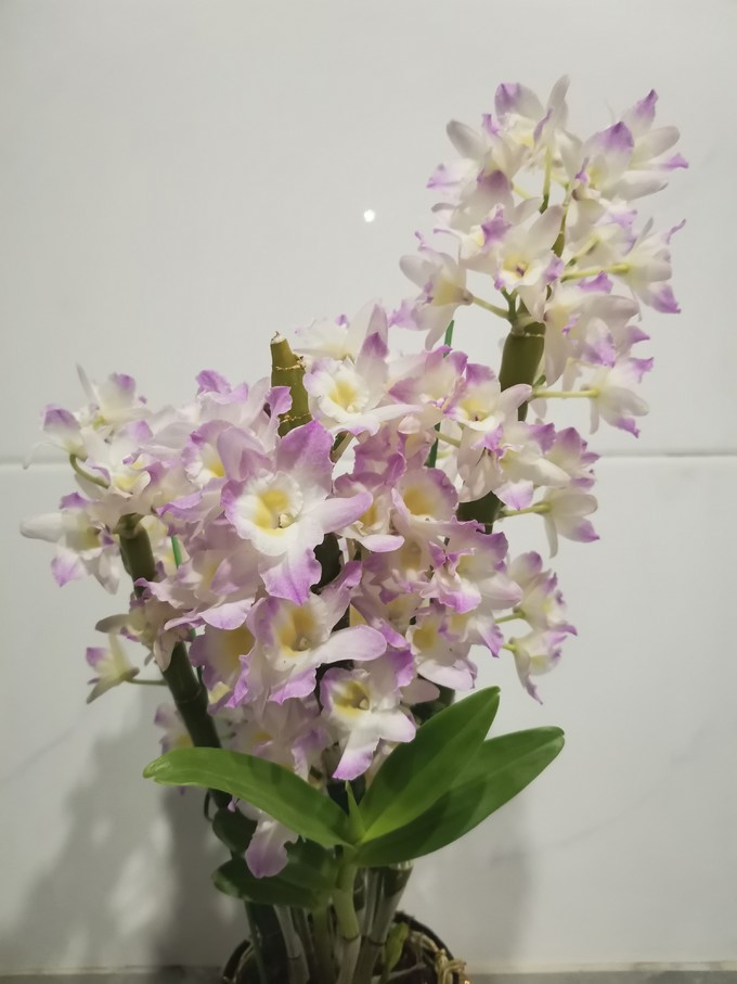 鲜花绿植