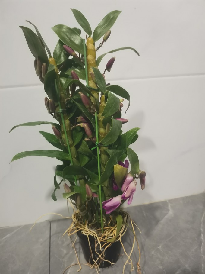 鲜花绿植