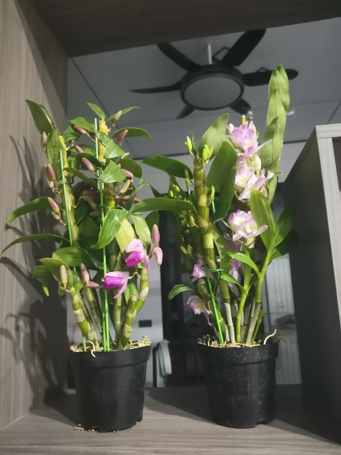 鲜花绿植