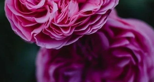 猫咪的美味之选——冻干零食的营养与挑选