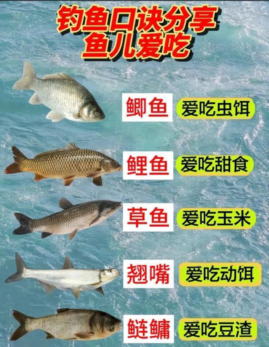 新手钓鱼全攻略：从装备选择到技巧提升的实战宝典