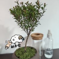 绿植～给单调的四面白墙加点缀