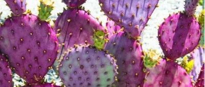 一个让人过目难忘的品种，不知有多少人因为它而进入仙人掌坑。