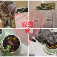 猫咪的年货也要囤起来了啊