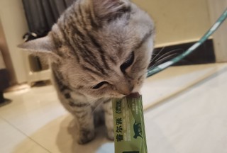 猫咪的年货也要囤起来了啊