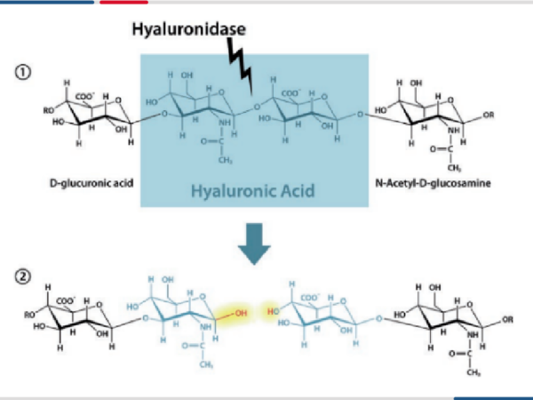 科普|透明质酸酶