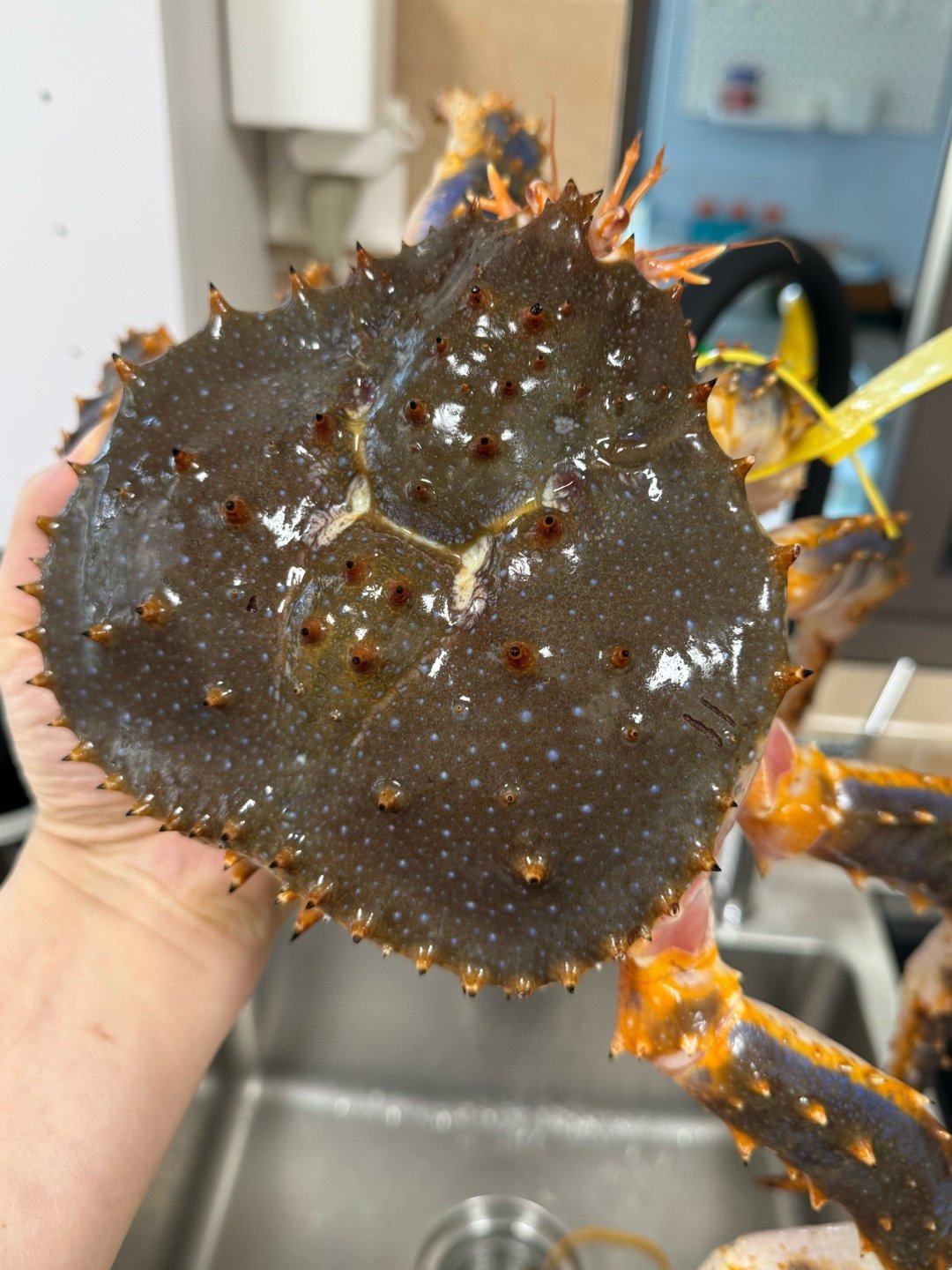 4斤鲜活帝王蟹只要699元!除了发货拖延挑不出毛病