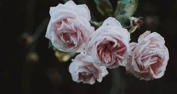 女士马丁靴品牌大盘点 性价比之选全解析