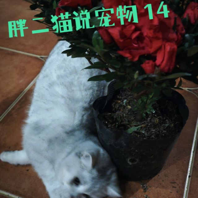 宠物的迷惑行为02：小公猫猫也喜欢小花花？