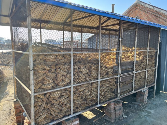 东北农村的玉米楼子有人见过吗?