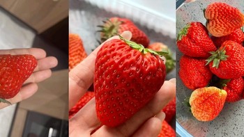 🍓冬日甜蜜：在草莓的芳香中品味健康与美味