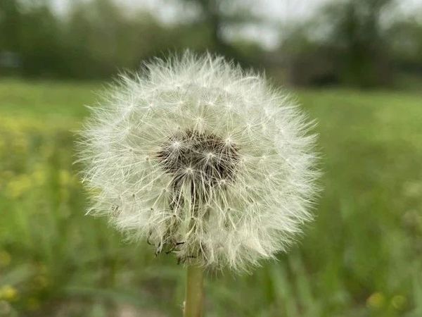 世界黑卡，登峰之境！无限次贵宾厅，还可免费带人的高端卡，它来了！