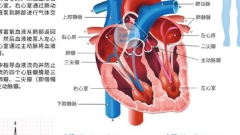 人体器官之心肝脾肺肾胰功能简介