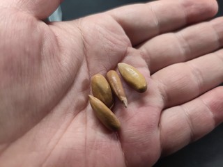 买了点阿富汗松子，皮很薄，很好剥，跟嗑瓜子一样！