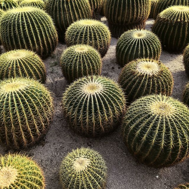 大年初一在厦门园林植物园，闯入沙漠童话