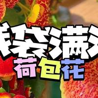 5种年宵花，花后很难复花，别再期待，都是“一次性花”，扔了吧