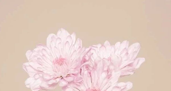 2024新款儿童牛仔外套，面料设计全解析，常见问题大汇总**