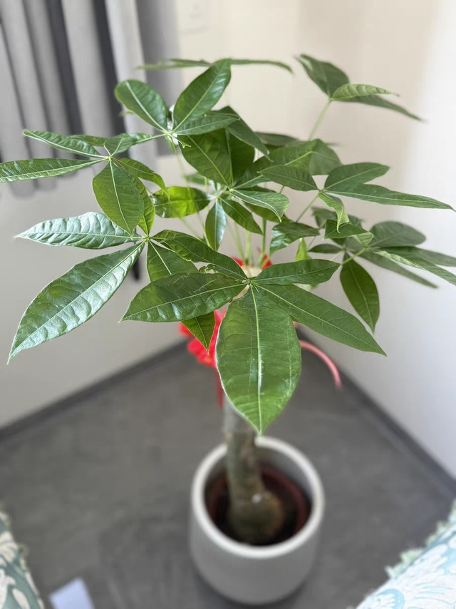 迎新年，发财树添福运🎉