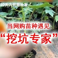 当网购苗种遇见“挖坑专家”