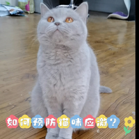 如何预防猫咪应激！