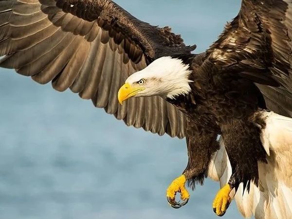 【译制】野生动物摄影终极教程-8. 手持拍摄vs三脚架和云台