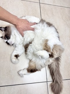 一坨圆猫的养成，必须是吃吃吃吃吃