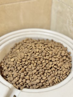 一坨圆猫的养成，必须是吃吃吃吃吃