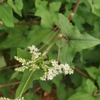 农村常见的开白花植物，竟是国家二级保护植物野荞麦，你见过吗？