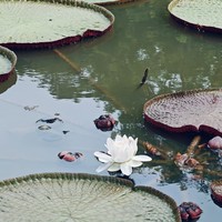 中国科学院西双版纳热带植物园