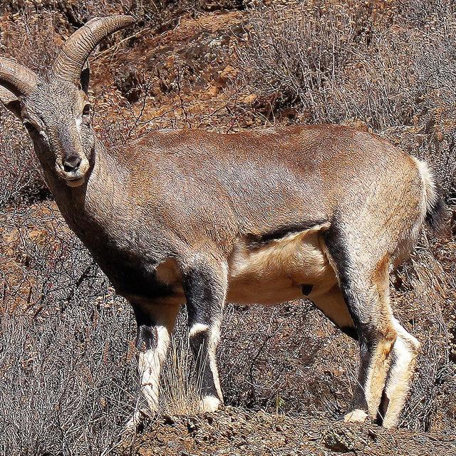 101天川滇藏大环线！Day3️⃣8️⃣：路遇山间腾跃的精灵！宿八宿