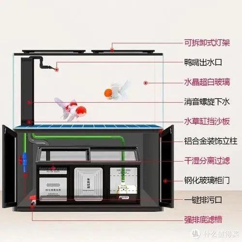 鱼儿的美食指南，如何正确喂养你的水族宠物