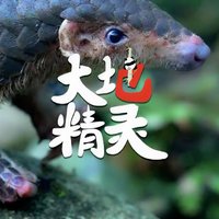 《守护葫芦娃的穿山甲兄弟》