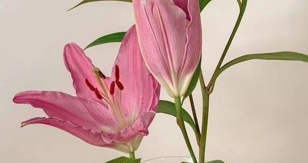 我将从儿童手套的基本信息、Kocotree儿童手套的特点，以及常见问题等方面进行创作，确保内容专业、有条理。