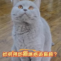 如何预防猫咪感染猫癣