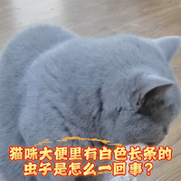 猫咪大便里有白色长条的虫子是怎么一回事？