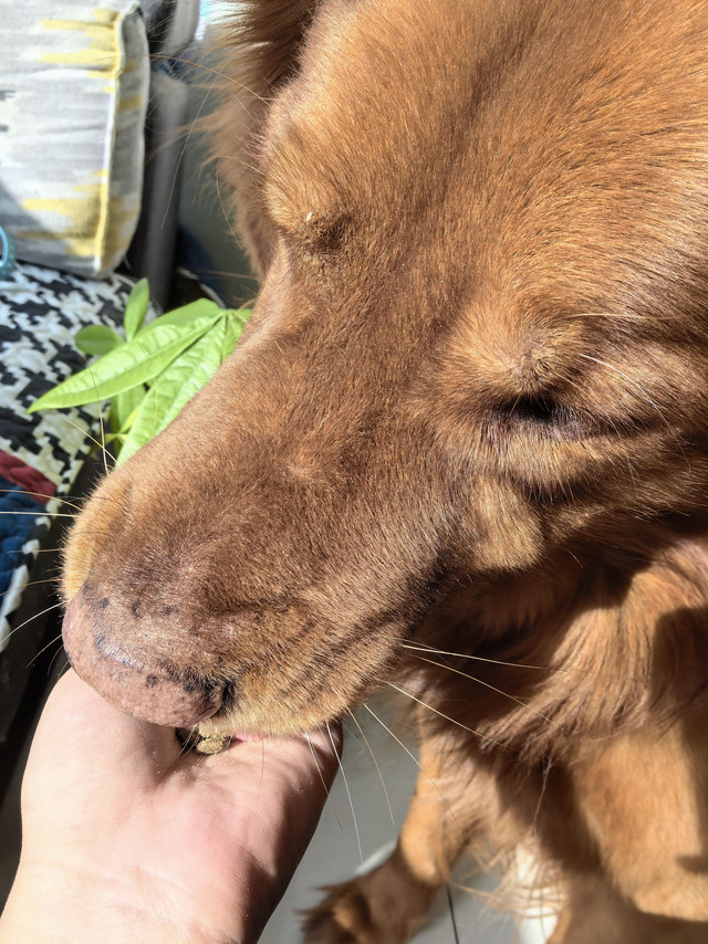 今日开箱：比乐原味鲜老年犬粮