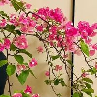 3月，施肥时间到，家里有“这4花”，施完立马疯长开花！